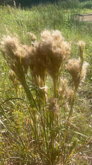 Andropogon glomeratus