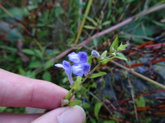 Scutellaria galericulata