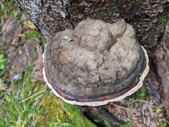 Fomitopsis pinicola