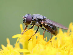Syrphidae