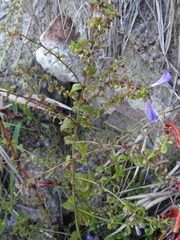 Scutellaria galericulata
