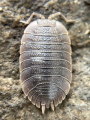 Porcellio dilatatus