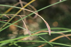 Carex nudata