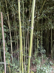 Phyllostachys aurea