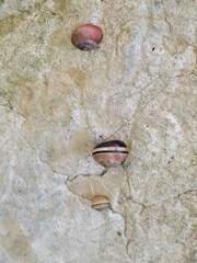 Cepaea nemoralis