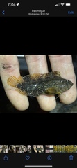 Chasmodes bosquianus