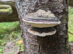 Fomitopsis pinicola