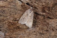 Caradrina