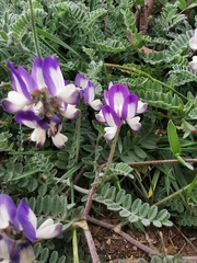 Astragalus amatus