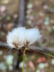 Eriophorum