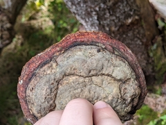 Fomitopsis pinicola