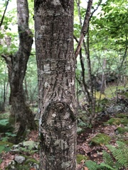 Hamamelis