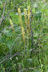 Pedicularis incarnata