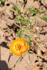 Kallstroemia grandiflora