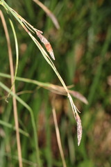 Carex nudata