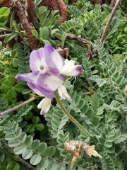 Astragalus amatus