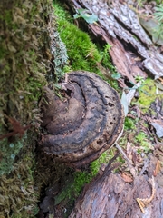 Fomitopsis pinicola