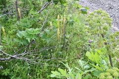 Pedicularis incarnata