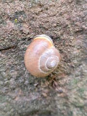 Cepaea nemoralis