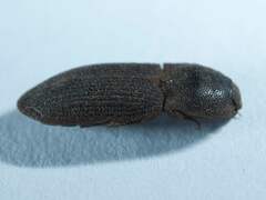 Agrypnus rectangularis