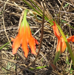 Cyrtanthus galpinii