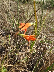 Cyrtanthus galpinii