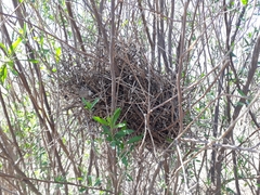 Phacellodomus striaticollis