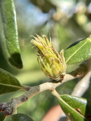 Andricus quercusfoliatus