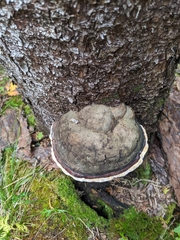 Fomitopsis pinicola