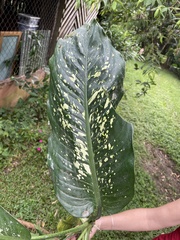 Dieffenbachia seguine