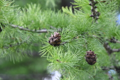 Larix sibirica
