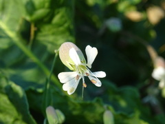 Silene vulgaris