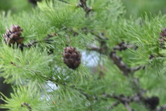 Larix sibirica