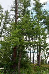 Larix sibirica