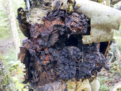 Inonotus obliquus
