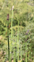Equisetum laevigatum