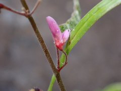 Desmodium incanum