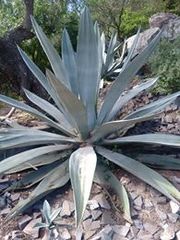 Agave weberi