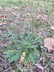 Plantago debilis