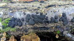 Annulohypoxylon truncatum