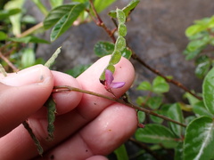 Desmodium incanum