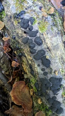 Annulohypoxylon truncatum