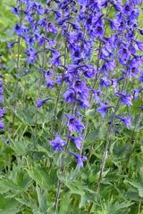 Delphinium elatum