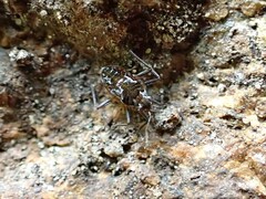 Microvelia americana