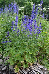 Delphinium elatum
