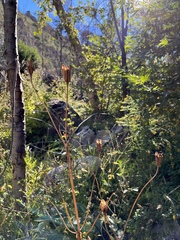 Lilium pardalinum pardalinum