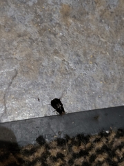 Aphodiinae