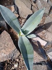 Agave weberi