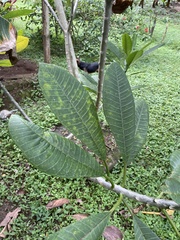 Rauvolfioideae