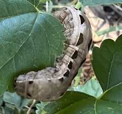 Spodoptera ornithogalli